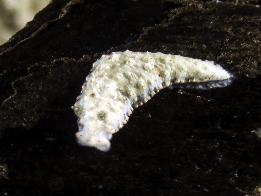 Dermatobranchus tuberculatus